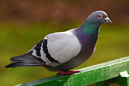 Control y ahuyentamiento de palomas en Guadalajara