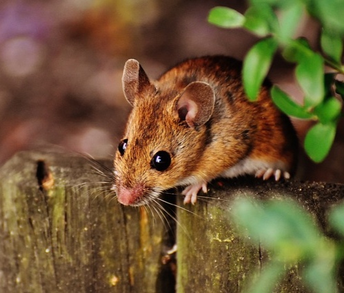 Ratón