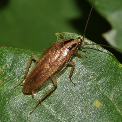 Cucaracha